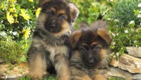 Description et contenu d'un chiot de berger allemand à 1 mois