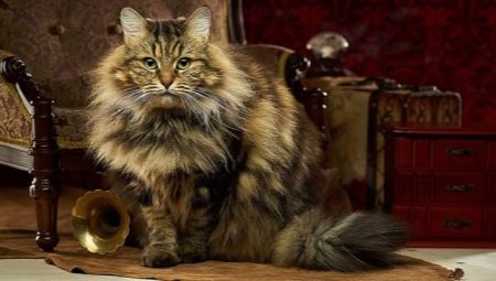 Description, types de couleurs et caractéristiques du contenu des chats sibériens
