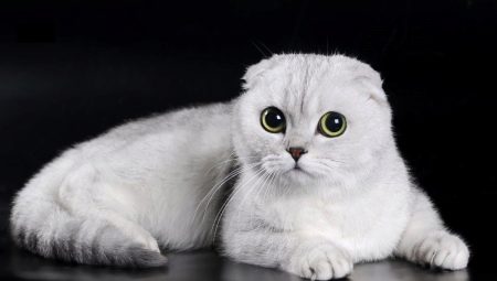 Caractéristiques des chats écossais White Fold
