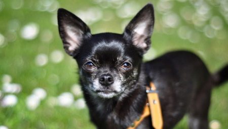 Sisältää Chihuahuan mustan värin