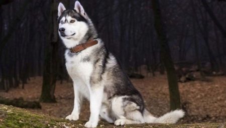 Character Huskies