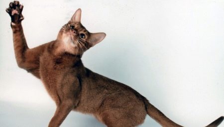 Caractéristiques de la nature et du comportement des chats
