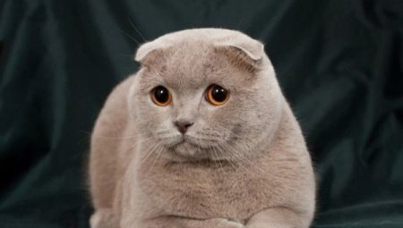 Lilac Scottish Fold Cat Features