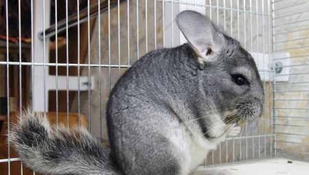 A csincsilla tartalmának jellemzői otthon