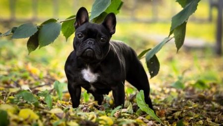Jellemzői a francia bulldognak