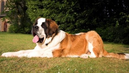 Különbségek sziklák Moszkva Watchdog és St. Bernard
