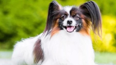 Papillon: sisällön ominaisuudet ja hienovaraisuudet
