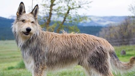 Chiens de berger de Picardie: description de la race et des conditions de vie des chiens