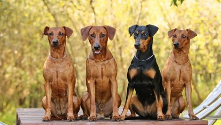 Pinchers: characteristics, types, selection and care
