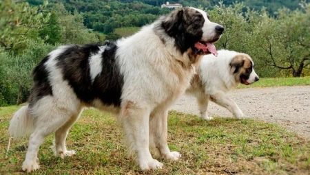 Pyirstan Mastiff: מה זה גזע וכיצד לטפל בו?