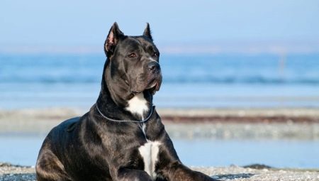 A Cane Corso karakter előnyei és hátrányai