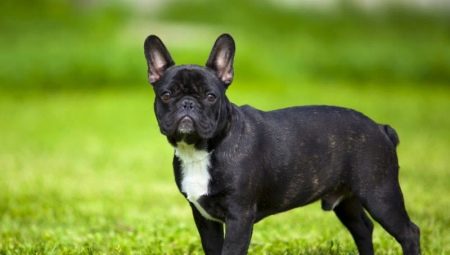 Ranskan Bulldog-rotujen edut ja haitat