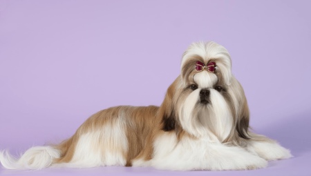 Hyödyt ja haitat Shih Tzu rodusta