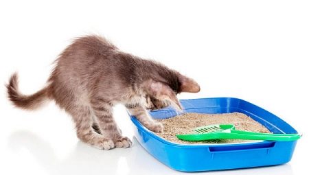 Pourquoi le chat a cessé d'aller au plateau et comment corriger la situation?