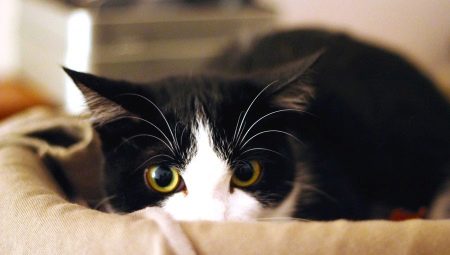 Pourquoi les chats ont-ils peur de passer l'aspirateur?