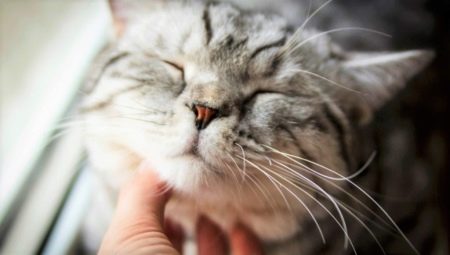 Pourquoi les chats ronronnent-ils et comment le font-ils?