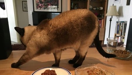 Pourquoi les chats enterrent-ils la nourriture?