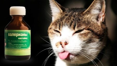 Pourquoi les chats aiment la valériane et est-il possible de la donner?