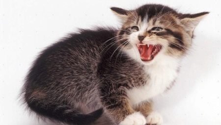Pourquoi un chat siffle-t-il et que fait le propriétaire?