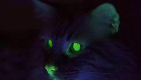 Pourquoi les chats ont-ils des yeux noirs dans le noir?
