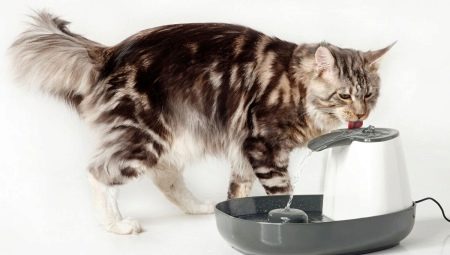 Abreuvoirs pour chats: variations et recommandations de sélection