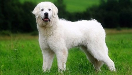 Chiens de berger polonais: description, alimentation et soins de la race