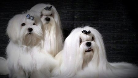 Lapdog-seos muiden rotujen kanssa