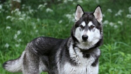 Uma mistura de husky e malamute: características dos mestiços e seu conteúdo