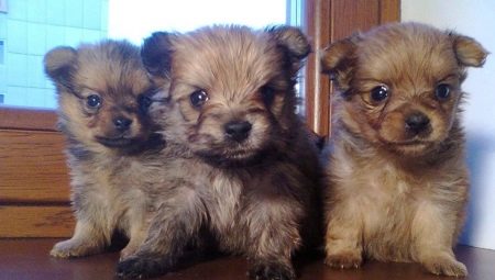 Crossbreed Spitz és York: az ellátás leírása és jellemzői