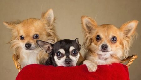Suosittuja ja mielenkiintoisia nimiä Chihuahuan tytöille