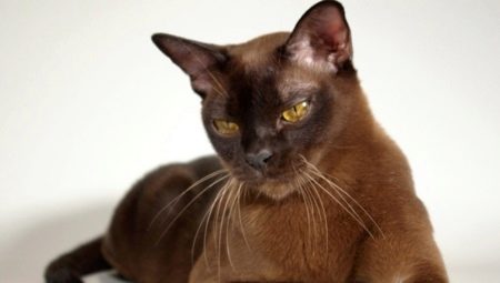Races populaires de chats bruns et de chats