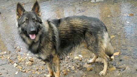 Races de chiens de berger américains et leur contenu
