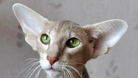 Races de chats et chats à grandes oreilles