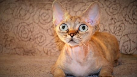 Race de chats aux grands yeux