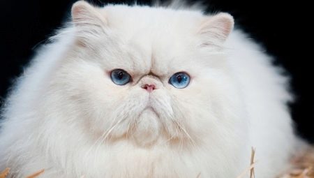 Race de chats à face plate