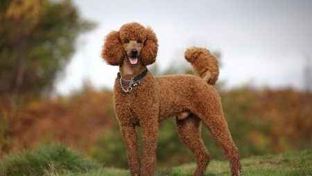 Poodles: rodun kuvaus, laji, hoito ja koulutus
