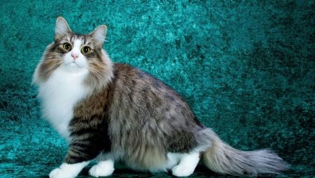 Chats moelleux: les meilleures races et les caractéristiques de leurs soins