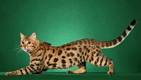 Races de chat tacheté