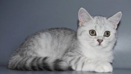 Une variété de couleurs Scottish Straight Cats