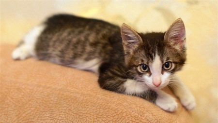 Développement et maintenance d'un chaton en 3 mois