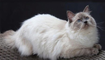 Ragdoll: színváltozatok, karakter- és tartalomszabályok