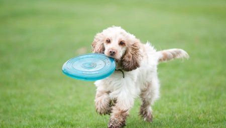 Cadangan untuk pendidikan dan latihan spaniel