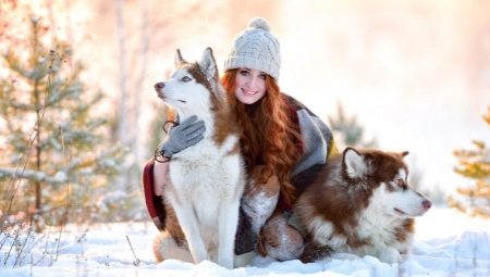 Punainen Husky: väri ja sisältö