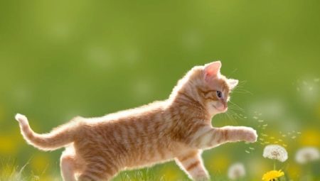 Les chats rouges: comment se comportent-ils et comment sont-ils?