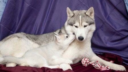 Sakhalin Husky: descrição da raça e cultivo