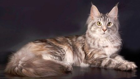 Les plus gros chats domestiques du monde