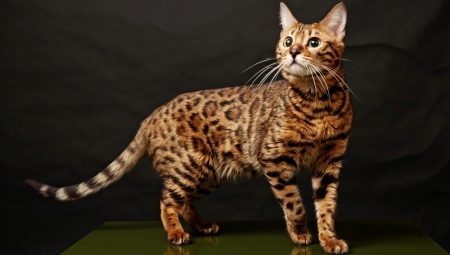 Les plus beaux chats: les meilleures races