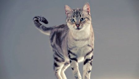 Les races de chats les plus mignonnes