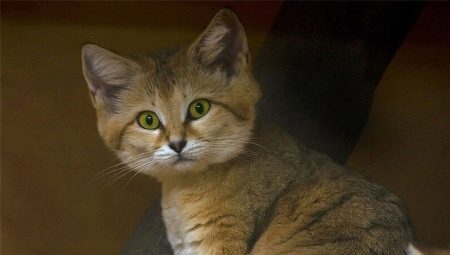 Les races de chats les plus insolites