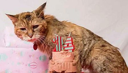 Les plus vieux chats du monde